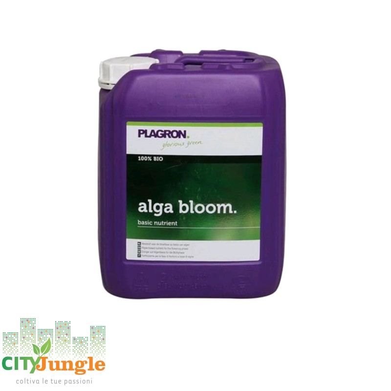 alga bloom